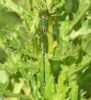 Willow Emerald Damselfly at Bowers Marsh (RSPB) (Graham Oakes) (78633 bytes)