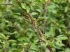 Southern Hawker at Bowers Marsh (RSPB) (Richard Howard) (84400 bytes)