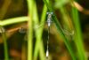 Scarce Emerald Damselfly at Bowers Marsh (RSPB) (Graham Oakes) (50939 bytes)