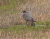 Peregrine Falcon at Wallasea Island (RSPB) (Jeff Delve) (96837 bytes)
