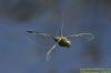 Emperor Dragonfly at Vange Marsh (RSPB) (Richard Howard) (35664 bytes)