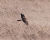 Pallid Harrier at Wallasea Island (RSPB) (Vince Kinsler) (77515 bytes)