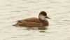 Red-crested Pochard at Bowers Marsh (RSPB) (Steve Arlow) (40507 bytes)