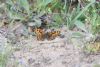 Wall Brown at Canvey Wick (Jeff Delve) (84932 bytes) Wall Brown at Canvey Wick (Jeff Delve) (84932 bytes)