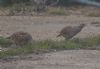 Grey Partridge at Potton Island (Jeff Delve) (65625 bytes)