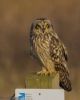 Short-eared Owl at Wallasea Island (RSPB) (Jeff Delve) (49997 bytes)