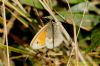 Small Heath at Gunners Park (Richard Howard) (112103 bytes)