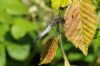 Black-tailed Skimmer at Thundersley Glen (Richard Howard) (71480 bytes)