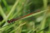 Large Red Damselfly at Wat Tyler Country Park (Richard Howard) (83773 bytes)