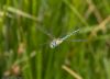 Southern Migrant Hawker at Benfleet Downs (Jeff Delve) (35930 bytes)