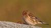 Twite at Wallasea Island (RSPB) (Tim Bourne) (30511 bytes)