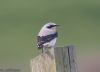 Wheatear at Wallasea Island (RSPB) (Jeff Delve) (29510 bytes)