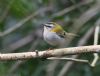 Firecrest at Hockley Woods (Jeff Delve) (44250 bytes)