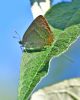 Purple Hairstreak at Benfleet (Graham Oakes) (75074 bytes)