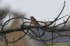 Meadow Pipit at Gunners Park (Richard Howard) (66092 bytes)