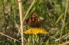 Wall Brown at Canvey Wick (Richard Howard) (113311 bytes)