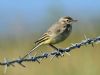 Yellow Wagtail at Bowers Marsh (RSPB) (Graham Oakes) (40906 bytes)