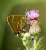 White-letter Hairstreak at Benfleet Downs (Graham Oakes) (100010 bytes)