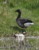 Garganey at Fleet Head (Graham Oakes) (90437 bytes)