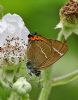 White-letter Hairstreak at Benfleet Downs (Graham Oakes) (83771 bytes) White-letter Hairstreak at Benfleet Downs (Graham Oakes) (83771 bytes)