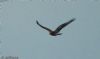 Rough-legged Buzzard at Wallasea Island (RSPB) (Jeff Delve) (43212 bytes) Rough-legged Buzzard at Wallasea Island (RSPB) (Jeff Delve) (43212 bytes)