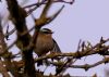 Firecrest at Two Tree Island (Tim Bourne) (54999 bytes)