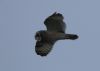 Short-eared Owl at Wallasea Island (RSPB) (Jeff Delve) (17353 bytes) Short-eared Owl at Wallasea Island (RSPB) (Jeff Delve) (17353 bytes)