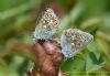 Common Blue at Benfleet Downs (Richard Howard) (63806 bytes)