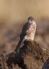 Merlin at Wallasea Island (RSPB) (Jeff Delve) (52286 bytes)