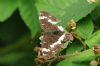 White Admiral at Belfairs Great Wood (Richard Howard) (50905 bytes)