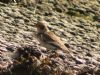 Snow Bunting at Two Tree Island (Graham Ryland) (139232 bytes)