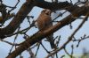 Hawfinch at Pound Wood (Richard Howard) (69165 bytes)