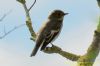 Pied Flycatcher at Gunners Park (Richard Howard) (36539 bytes) Pied Flycatcher at Gunners Park (Richard Howard) (36539 bytes)