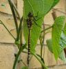 Southern Migrant Hawker at Highlands Boulevard, Leigh (Paul Griggs) (118377 bytes) Southern Migrant Hawker at Highlands Boulevard, Leigh (Paul Griggs) (118377 bytes)