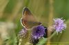 Brown Argus at West Canvey Marsh (RSPB) (Richard Howard) (58682 bytes)