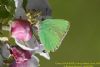 Green Hairstreak at Canvey Wick (Richard Howard) (61731 bytes)