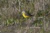 flava wagtail at Wallasea Island (RSPB) (Jeff Delve) (118549 bytes) flava wagtail at Wallasea Island (RSPB) (Jeff Delve) (118549 bytes)