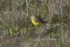 flava wagtail at Wallasea Island (RSPB) (Jeff Delve) (118549 bytes)