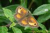 Gatekeeper at West Canvey Marsh (RSPB) (Richard Howard) (101417 bytes)