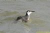 Guillemot at Southend Pier (Richard Howard) (70829 bytes)