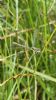 Scarce Emerald Damselfly at Canvey Way (Paul Baker) (67486 bytes)