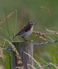 Whinchat at Bowers Marsh (RSPB) (Jeff Delve) (57584 bytes) Whinchat at Bowers Marsh (RSPB) (Jeff Delve) (57584 bytes)