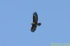 Buzzard at Paglesham Lagoon (Richard Howard) (50506 bytes)