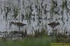 Wood Sandpiper at Vange Marsh (RSPB) (Richard Howard) (76477 bytes)