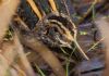 Jack Snipe at Vange Marsh (RSPB) (Tim Bourne) (65880 bytes)