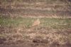 Cream-coloured Courser at Hadleigh Marshes (Richard Howard) (154821 bytes)