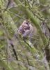 Lesser Redpoll at Hampton Barns (Tim Bourne) (73454 bytes)