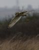 Short-eared Owl at West Canvey Marsh (RSPB) (Tim Bourne) (35906 bytes)