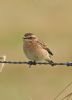 Whinchat at Bowers Marsh (RSPB) (Graham Oakes) (32637 bytes)