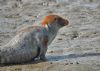 Common Seal at River Roach (Graham Mee) (82294 bytes)